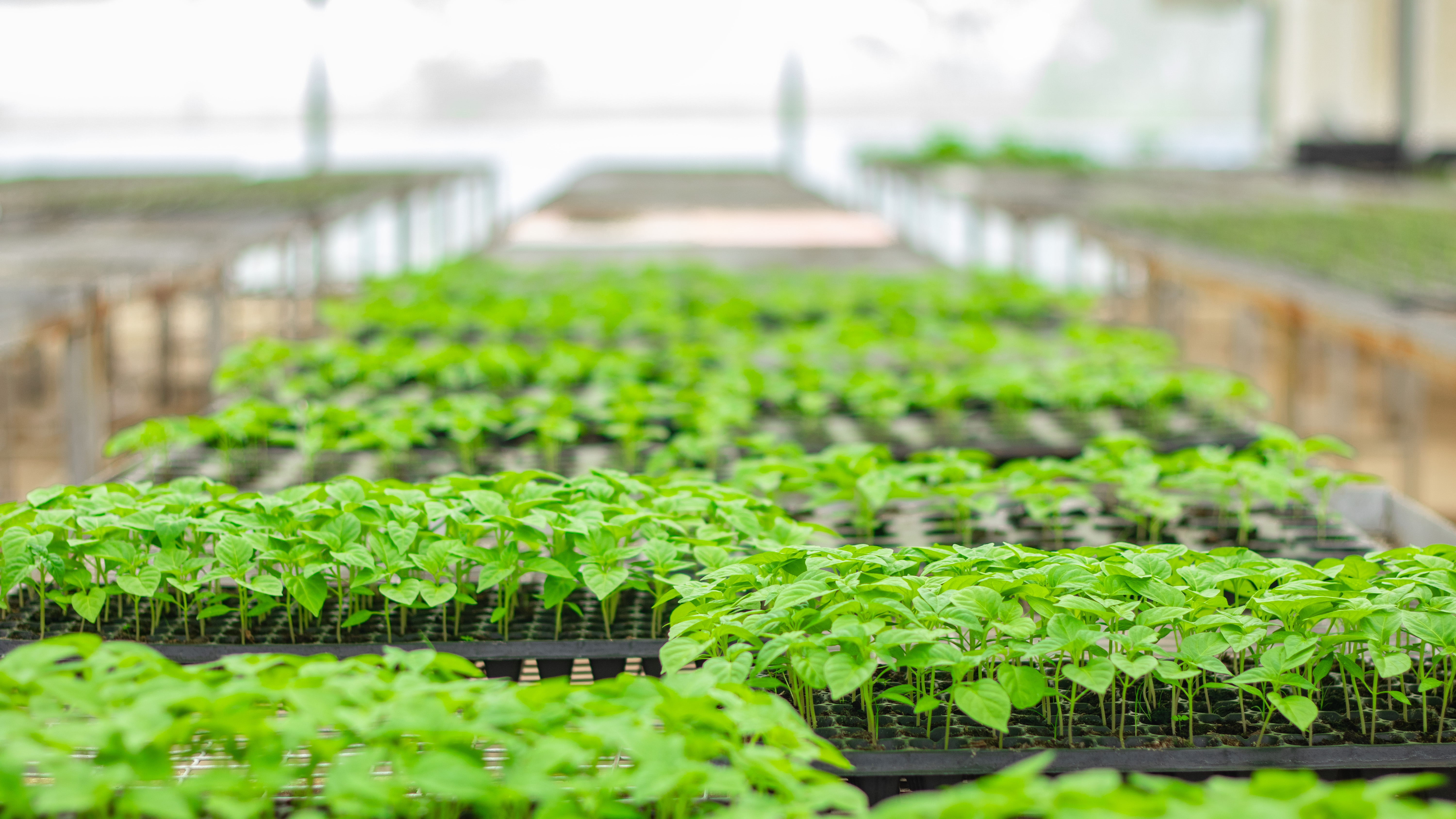 Agriculture in Nigeria Image