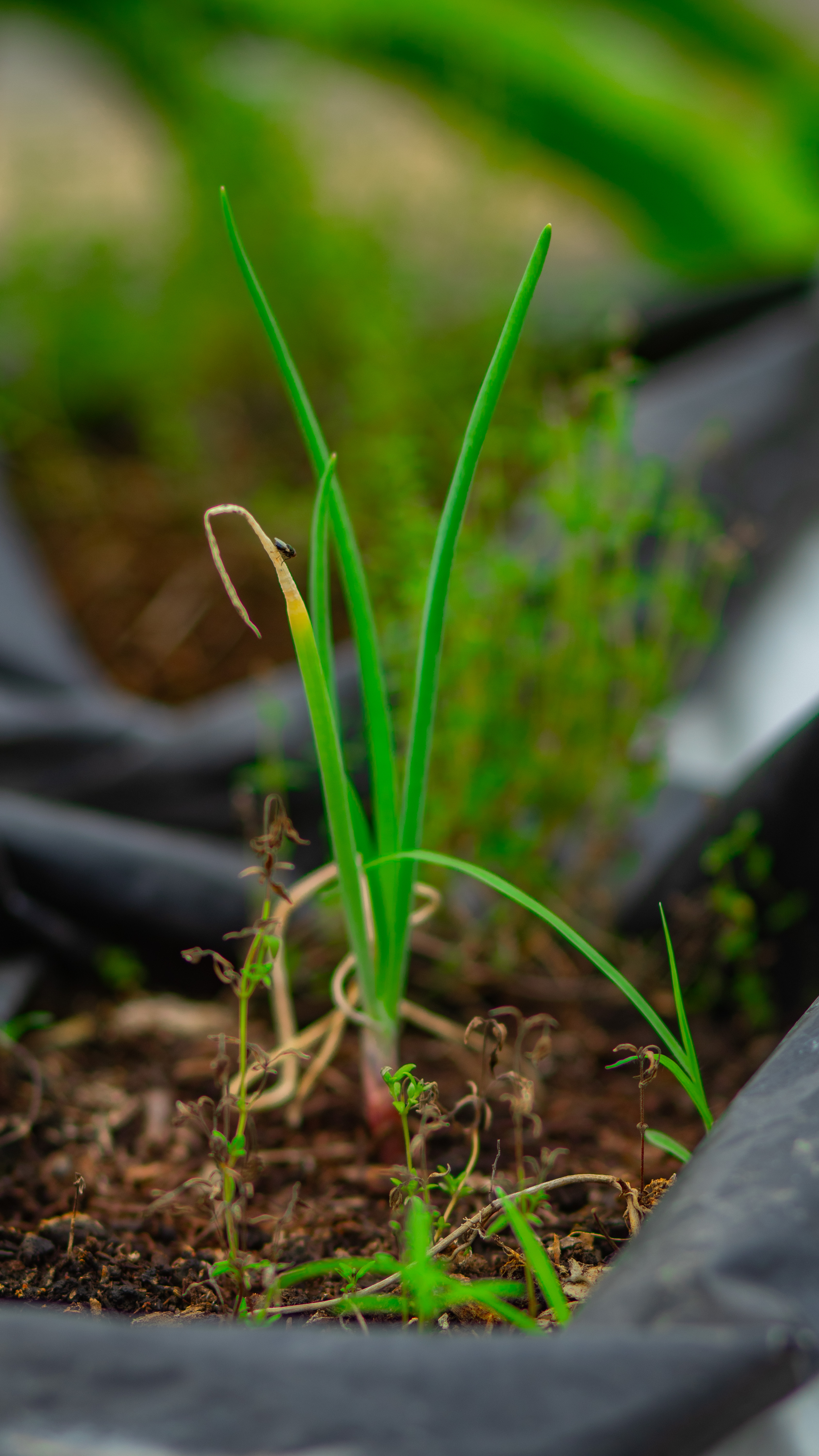 Environmental Volunteer